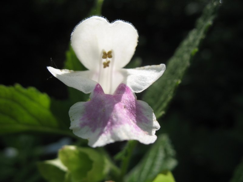 2006 mélitte   fleur